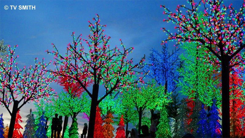The Digital Forest The Digital Forest