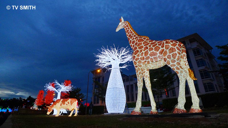 Giraffe Eying The Cow Giraffe Eying The Cow