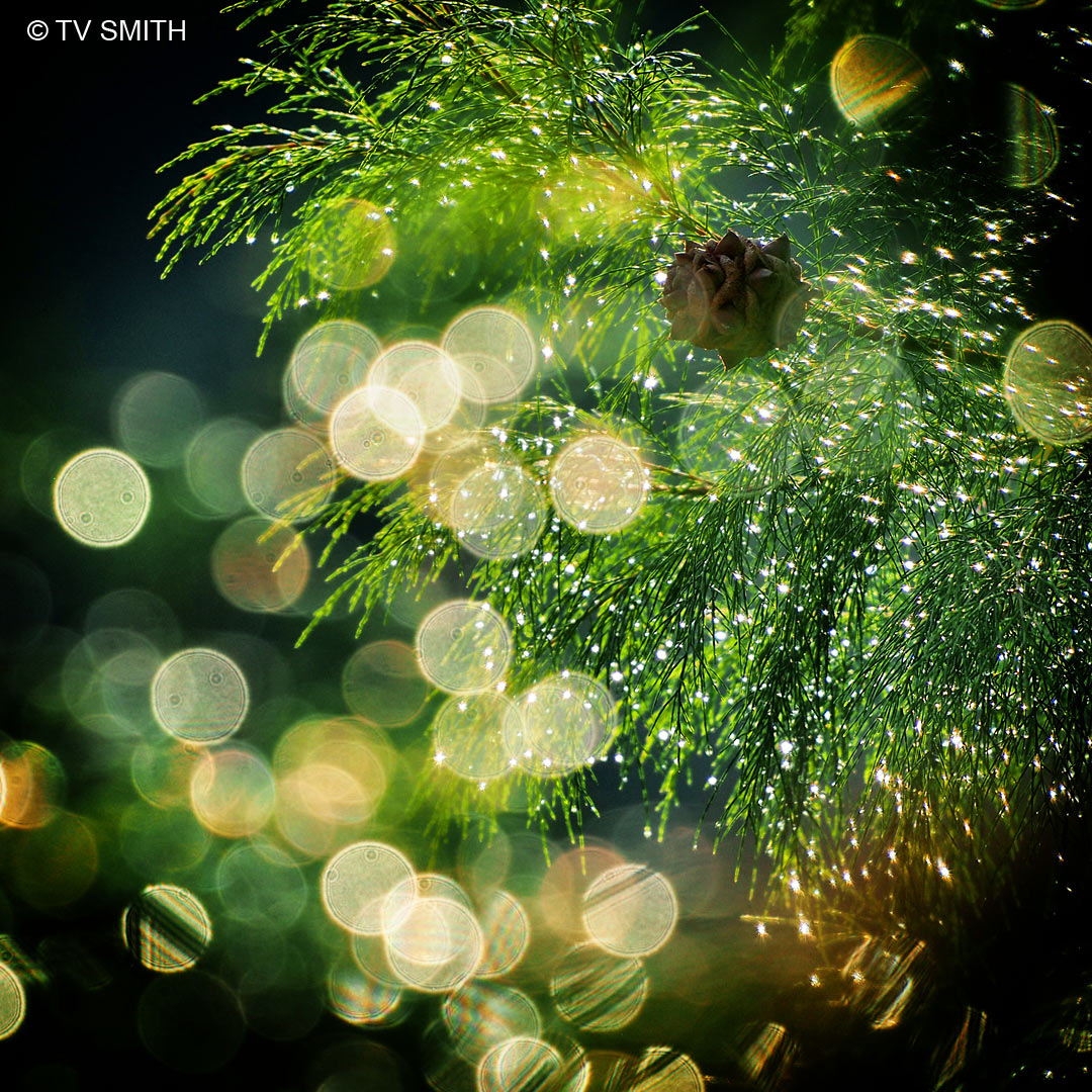 Mother Nature's Christmas Tree Mother Nature's Christmas Tree