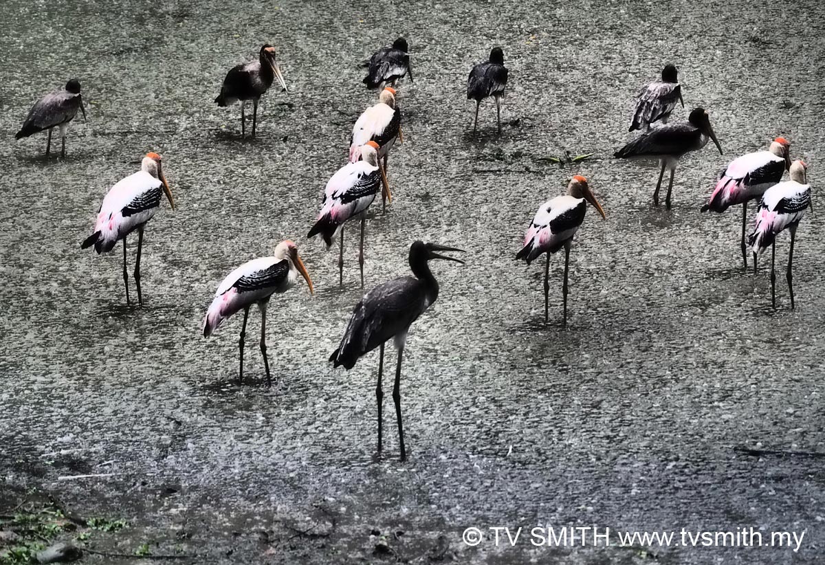 Storks In The Rain. Dramatic Tone Art Filter and OM-D EM-1