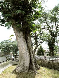 The first ever rubber tree planted in Malaysia, more than a 100 years ago, is still alive and has mutated into a giant centenarian monster.