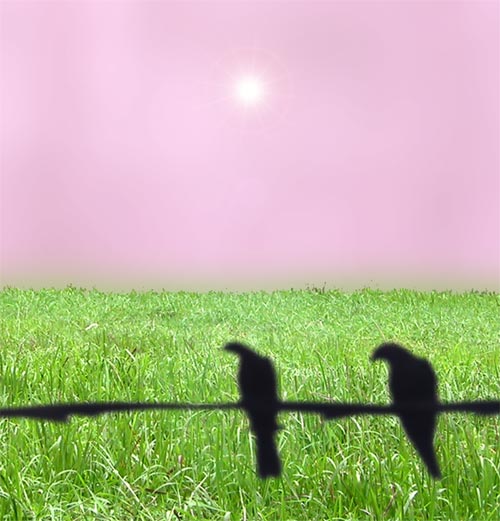 Crow Scare